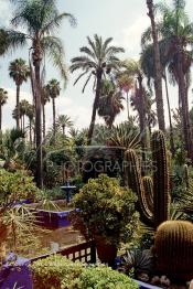 Image du Maroc Professionnelle de  Le Jardin Majorelle une pure merveille crée par le peintre français Jacques Majorelle, qui a eu le coup de foudre pour Marrakech. Yves Saint Laurent et Pierre Bergé font l’acquisition de ce havre de paix durant les années quatre-vingt où Yves Saint Laurent dessina plusieurs pièces. son voeux était de faire de ce parc une œuvre d’art vivante. On y découvre des plantes provenant des cinq continents, yuccas d’Océanie, lotus d’Asie, cactus d’Amérique, palmiers d’Afrique et cyprès d’Europe …, à Marrakech le Lundi 18 Août 1997. ((Photo / Abdeljalil Bounhar)